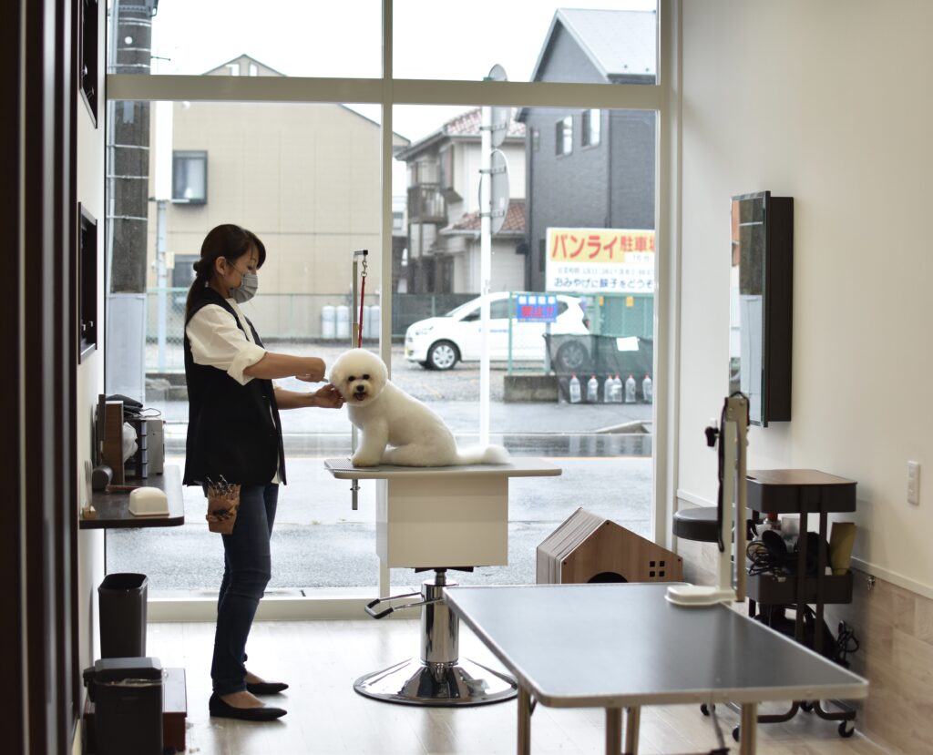 春日部トリミングサロン「ドッグサロン キューテスト」オーナートリマーのカット風景