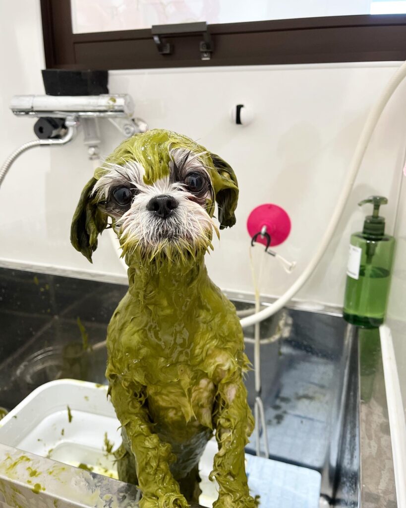 春日部トリミングサロン「ドッグサロン キューテスト」オプションメニューのハーブパック