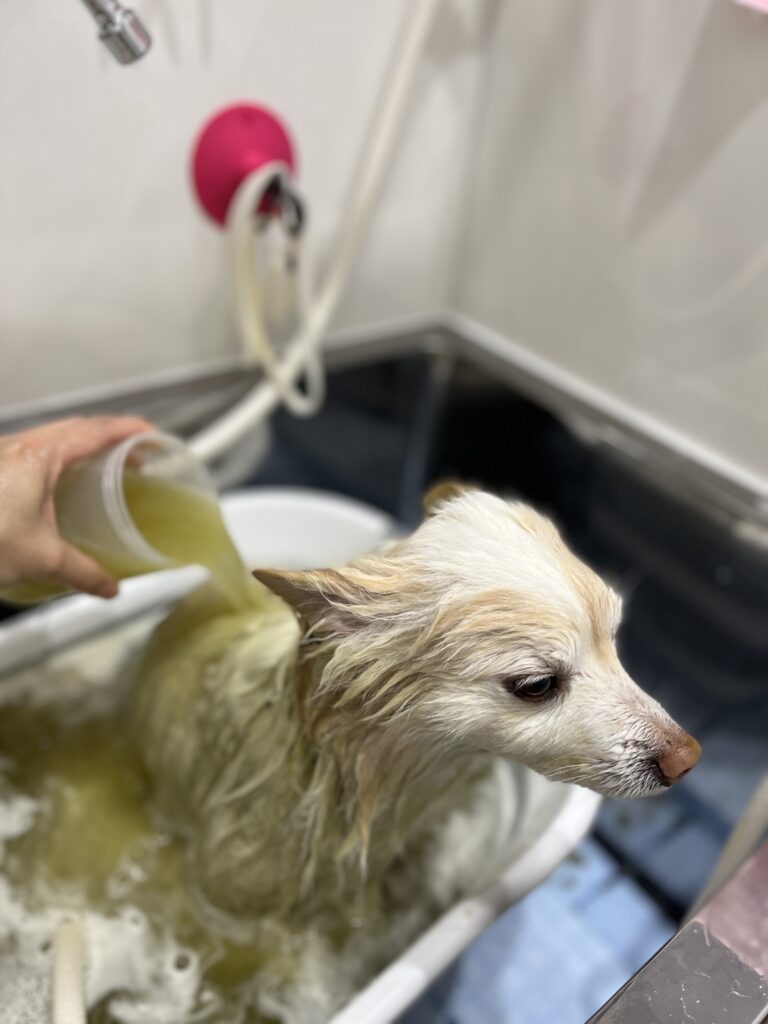 春日部ペットサロン「ドッグサロン キューテスト」オプションメニューのハーブ浴