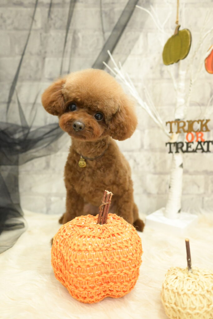 ハロウィン撮影セットで撮影するトイプードル