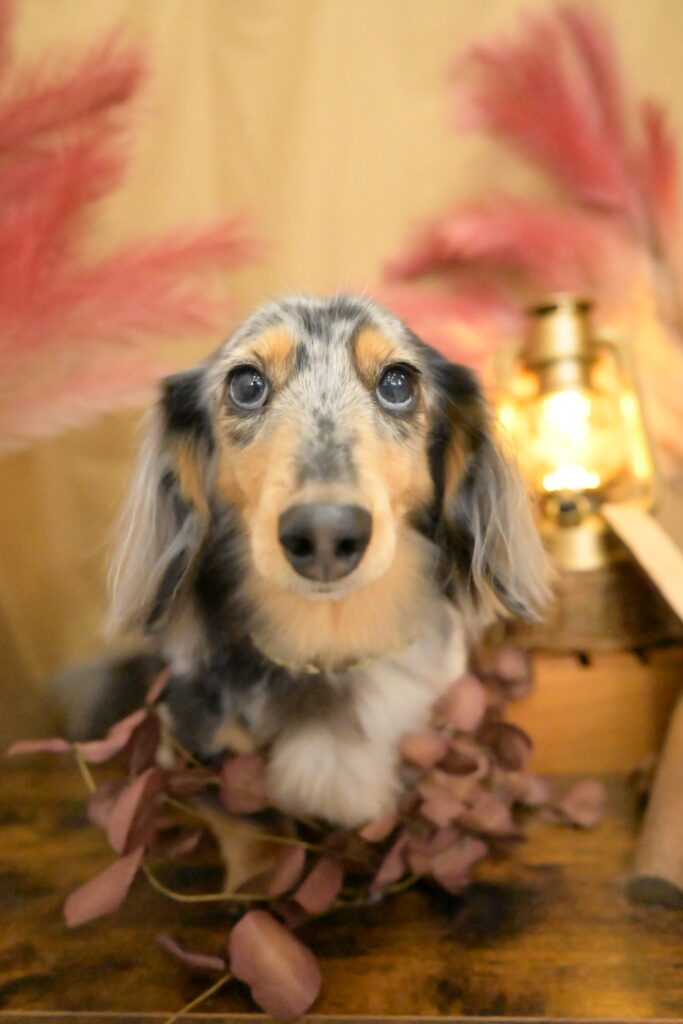 秋シーズンの撮影セットで撮影のダックスフンド