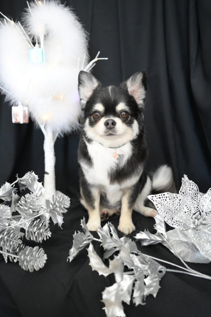 クリスマス撮影セットで撮影のチワワ