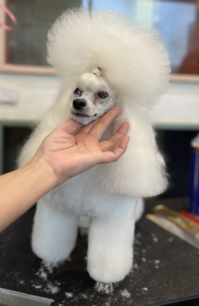 プードルのショークリップ