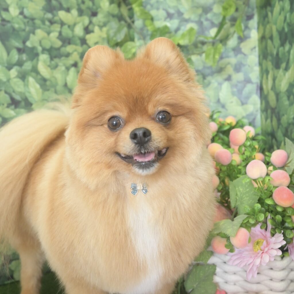 春日部トリミング「ドッグサロン キューテスト」コースに含まれる写真撮影