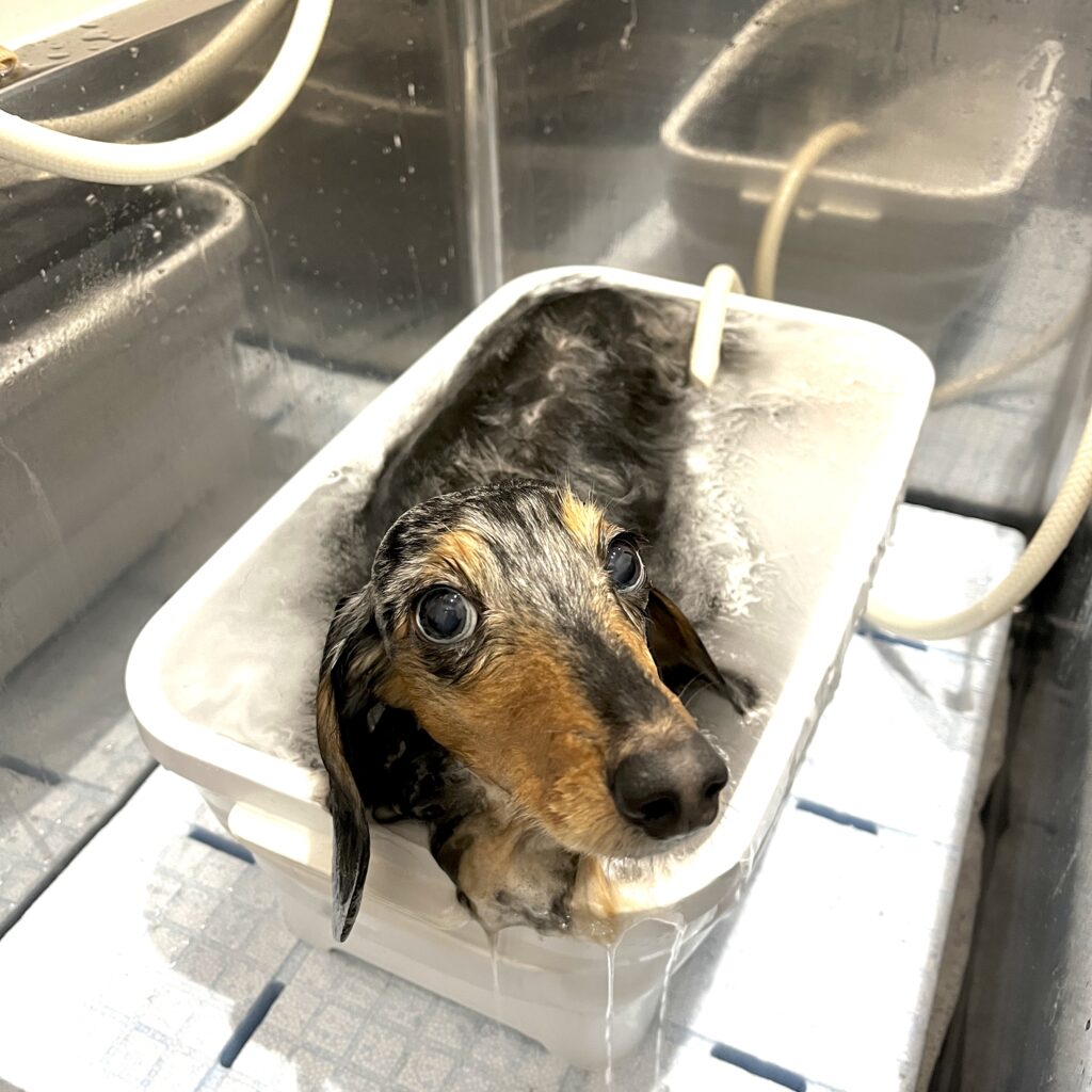 春日部トリミングサロン「ドッグサロン キューテスト」マイクロバブルの様子