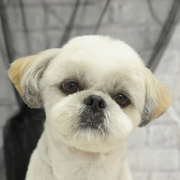 春日部トリミングサロン「ドッグサロン　キューテスト」シーズースタイル