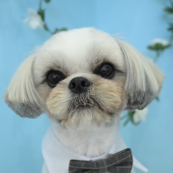 春日部市トリミングサロン「ドッグサロン　キューテスト」シーズースタイル