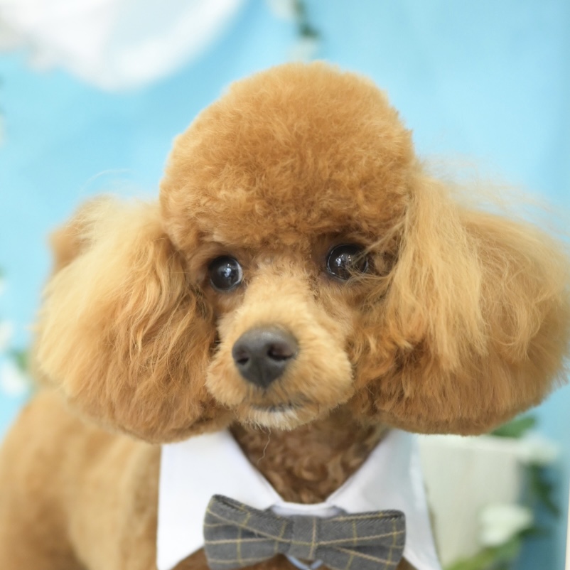 春日部市トリミング「ドッグサロン　キューテスト」プードルスタイル