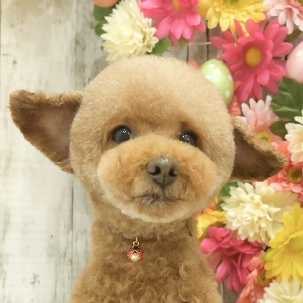 春日部トリミング「ドッグサロン　キューテスト」プードルスタイル