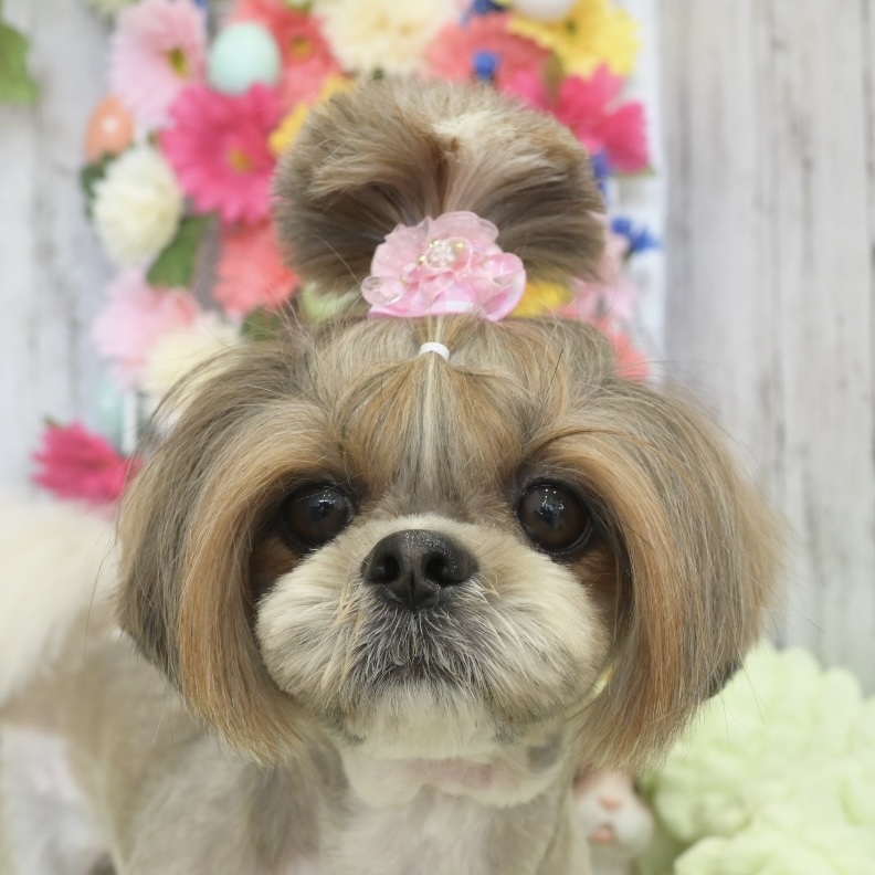 春日部トリミングサロン「ドッグサロン　キューテスト」シーズースタイル