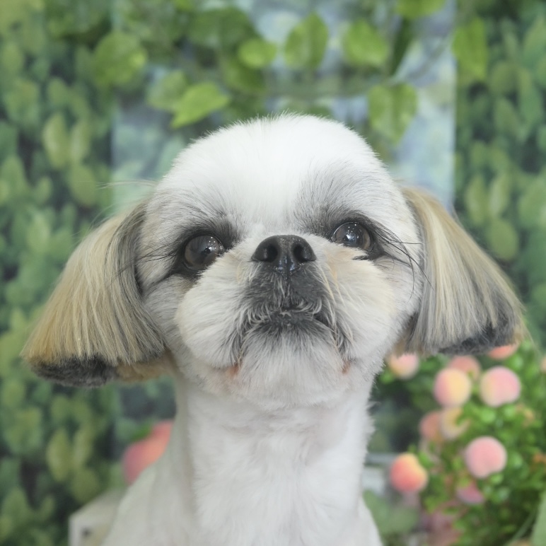 春日部トリミング「ドッグサロン　キューテスト」シーズースタイル