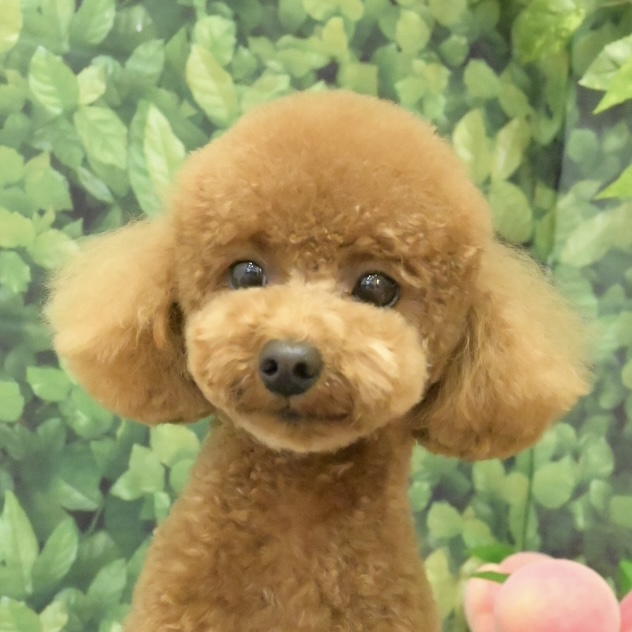 春日部トリミングサロン「ドッグサロン　キューテスト」プードルスタイル