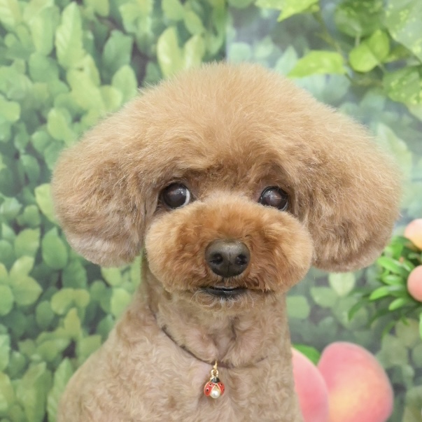 春日部市トリミングサロン「ドッグサロン　キューテスト」プードルスタイル