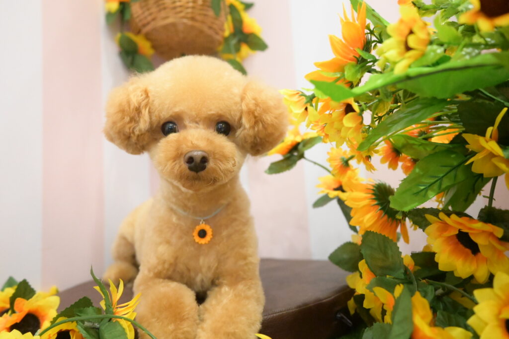 春日部市トリミングサロン「ドッグサロンキューテスト」トリミング後の記念撮影